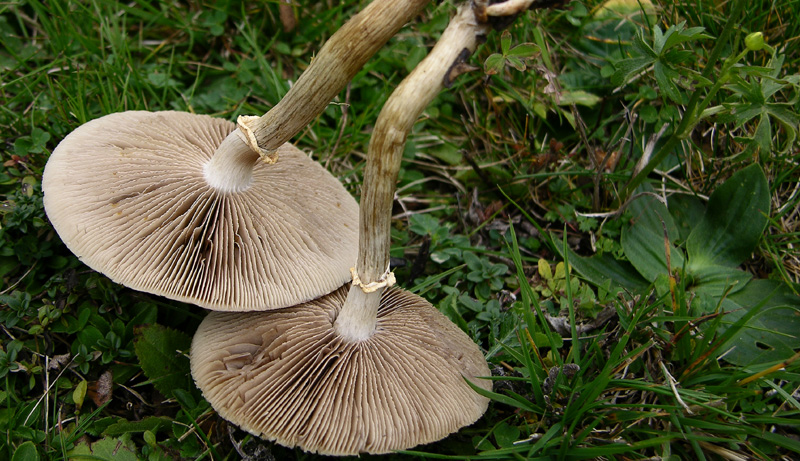 Agrocybe praecox.